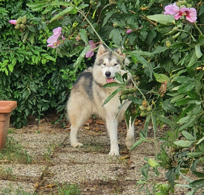 Étalon Alaskan Malamute - Touthe sky of the Nordic Dream