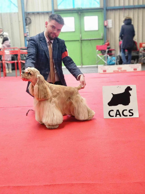 Étalon American Cocker Spaniel - CH. blue kabbale's Ultime libertango