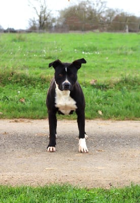 Étalon American Staffordshire Terrier - Taelys Du Domaine Du Sautadet