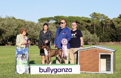 Étalon American Staffordshire Terrier - CH. United dragon new step Of The New Age Ast