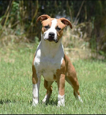 Étalon American Staffordshire Terrier - Vagabond victor Des Anges De Kent