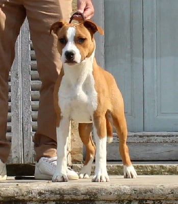 Étalon American Staffordshire Terrier - Terrier's Paradise Vin diesel