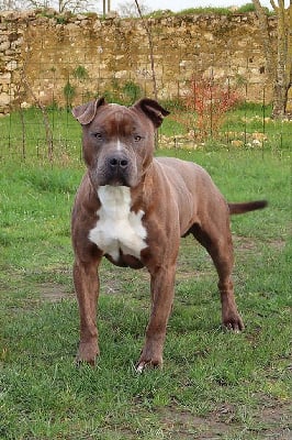 Étalon American Staffordshire Terrier - Sparrow De la Maison d'Este