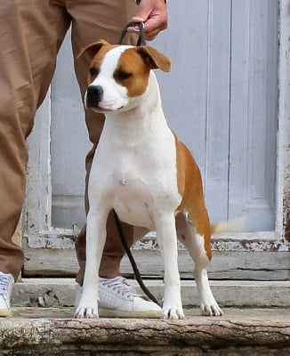 Étalon American Staffordshire Terrier - Terrier's Paradise Very limit