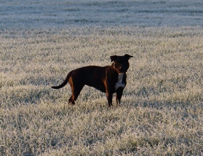 Étalon American Staffordshire Terrier - Tyna Du Domaine Du Sautadet