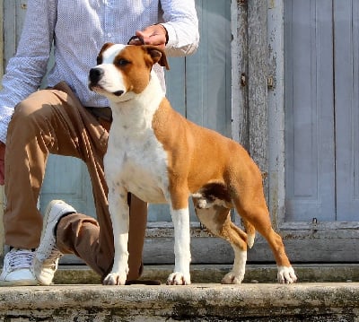 Étalon American Staffordshire Terrier - Terrier's Paradise Timbaland