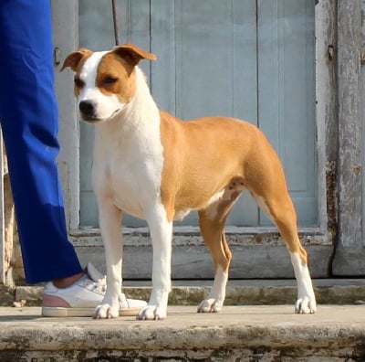 Étalon American Staffordshire Terrier - Terrier's Paradise Versace