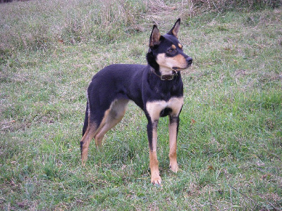 Étalon Australian Kelpie - U-thelma De FinBerYo