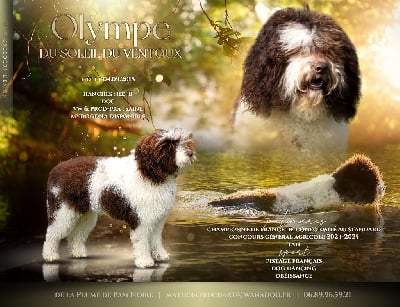 Étalon Barbet - Olympe du soleil du Ventoux