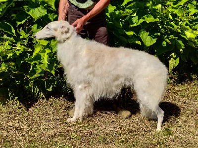 Étalon Barzoi - Rastignac Du grand fresnoy