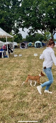 Étalon Basenji - Vvi Du Domaine D’Emavina