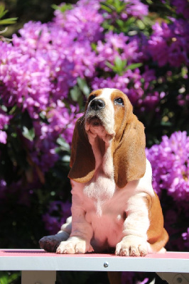 Étalon Basset Hound - Améthyste Du Bois Des Bleizi