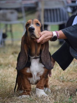 Étalon Basset Hound - Volga Du Cercle De Léma