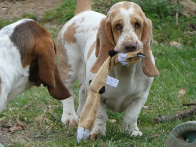 Étalon Basset Hound - Ultime Des Contrées Alpines