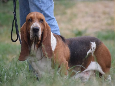 Étalon Basset Hound - CH. Taiaut Du Cercle De Léma
