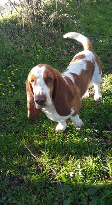 Étalon Basset Hound - Naïs De La Rose Anglaise