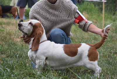 Étalon Basset Hound - Vitavie Des Contrées Alpines