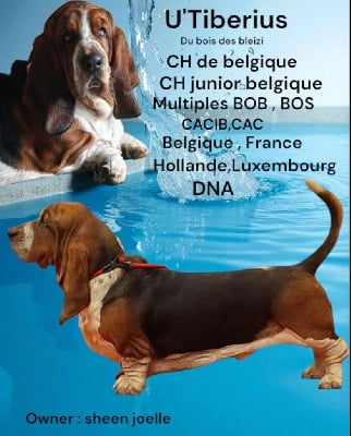 Étalon Basset Hound - U'tiberius Du Bois Des Bleizi