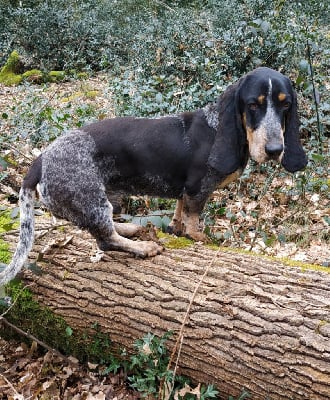 Étalon Basset bleu de Gascogne - Vici des vallées longeronnaises