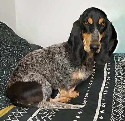 Étalon Basset bleu de Gascogne - Séphira des vallées longeronnaises