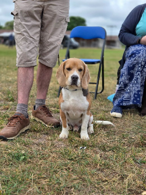 Étalon Beagle - Vhagar De La Côte Chantreux