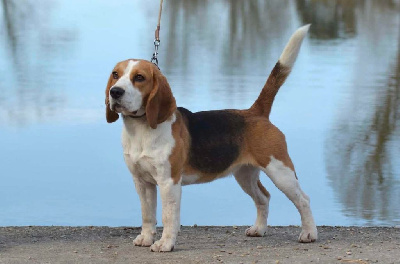 Étalon Beagle - Uguette du clos du bonheur