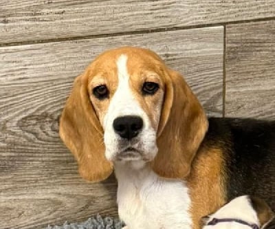 Étalon Beagle - Shelby De la vallee des trappeurs