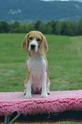 Étalon Beagle - Vertige delamour Des Gardiens D'Alma