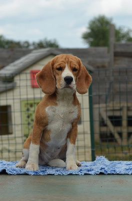 Unstoppable (coco) Des Gardiens D'Alma