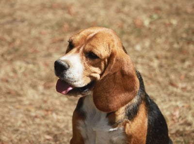 Étalon Beagle - Talia de la Magie de l'Argoat