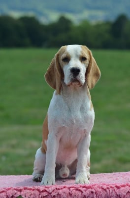 Étalon Beagle - Ultimate des vallées longeronnaises