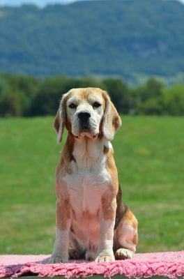 Étalon Beagle - Polposition Des Chasseurs Du Temps