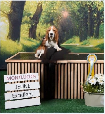 Étalon Beagle - Umel De La Meute D'astérion