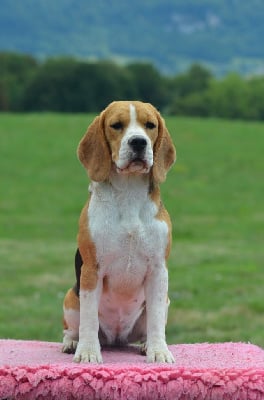 Étalon Beagle - Vedette damour Des Gardiens D'Alma