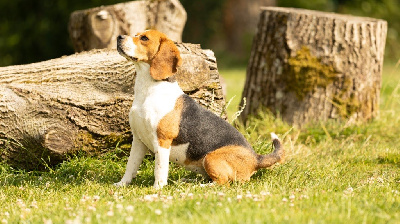 Étalon Beagle - Twenty five De La Motte Bientquoise