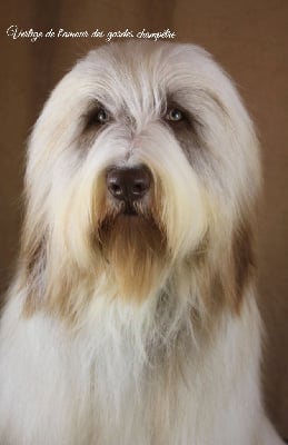 Étalon Bearded Collie - Vertige de l'amour Des gardes champetres