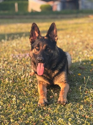 Étalon Berger Allemand - Ushka les crocs de heurtevent