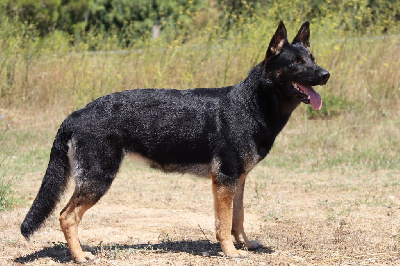 Étalon Berger Allemand - Vérone D'Herrera Del Alcantara