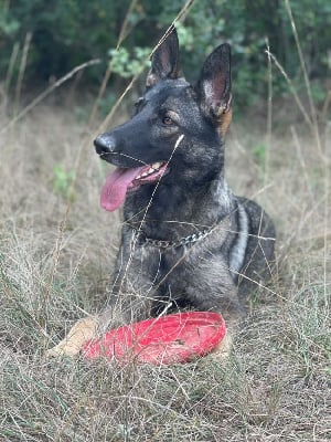 Pandora Majeya's Way