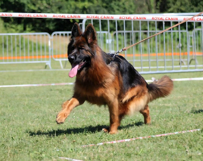 Étalon Berger Allemand - CH. Vittel Des Trois Lieux