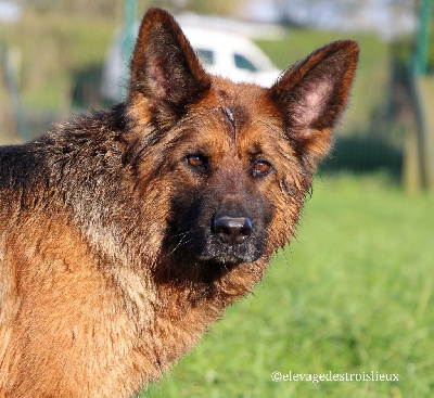 Étalon Berger Allemand - Olala du val d'Anzin