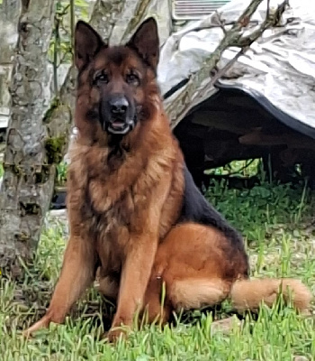 Étalon Berger Allemand - Olaf des Princes de Sarvar