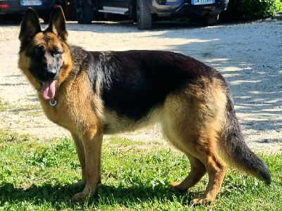 Étalon Berger Allemand - Vizzavona Toundra