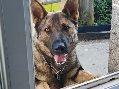 Étalon Berger Allemand - Ulka (Sans Affixe)