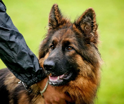 Étalon Berger Allemand - Ushuaia Des Trois Lieux