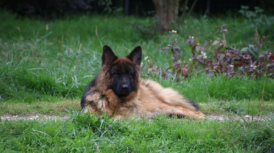 Étalon Berger Allemand Poil Long - Sigale du Domaine de la Phoenix Doree