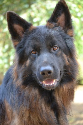 Étalon Berger Allemand Poil Long - Utwo (wolf) Du Bois Des Crocs Blancs