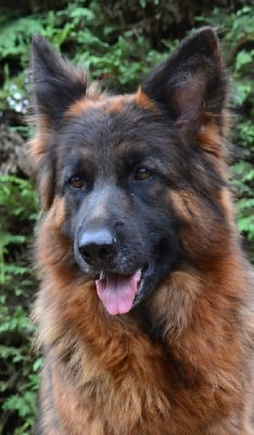 Étalon Berger Allemand Poil Long - Sue'ann Du Bois Des Crocs Blancs