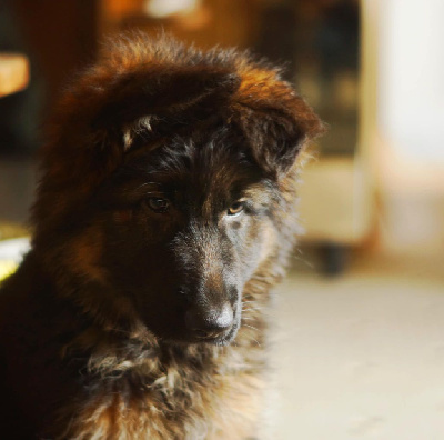 Étalon Berger Allemand Poil Long - Alteza Of The Retalia