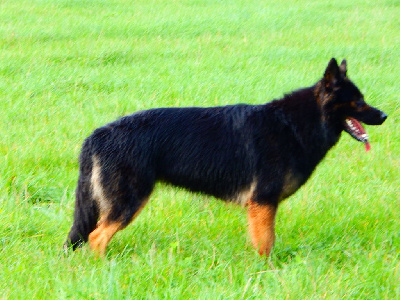 Étalon Berger Allemand Poil Long - Trybal De L'Odyssée D'Hèra